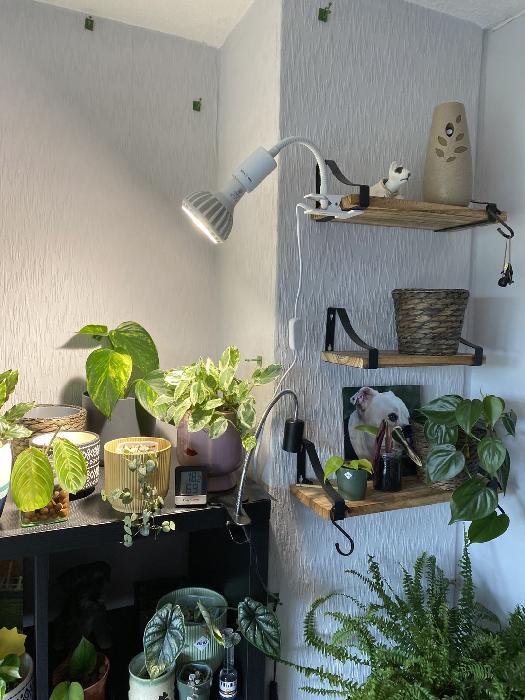 Customer photo review of Stelo Gooseneck Clip-On Bulb Holder