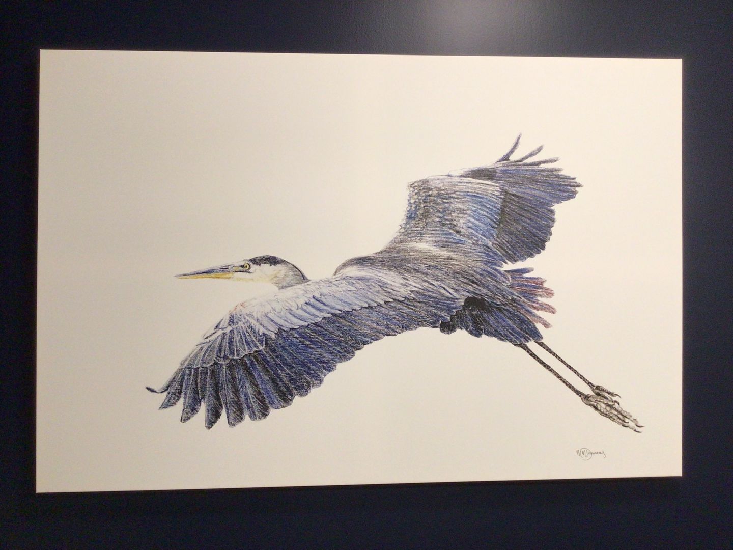 Customer photo review of Great Blue Heron - illustration