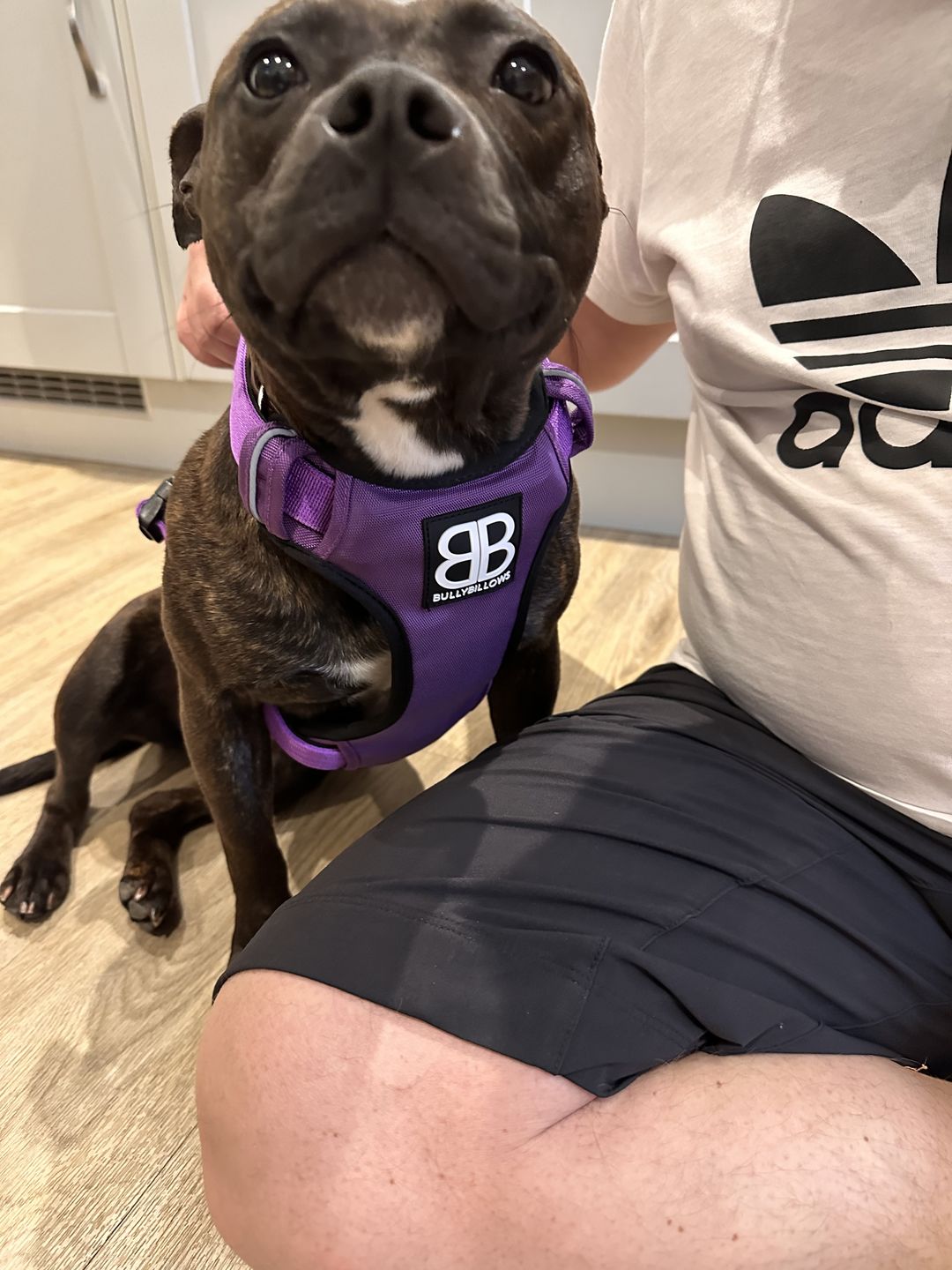 Customer photo review of Premium Comfort Harness | Non Restrictive & Adjustable - Purple