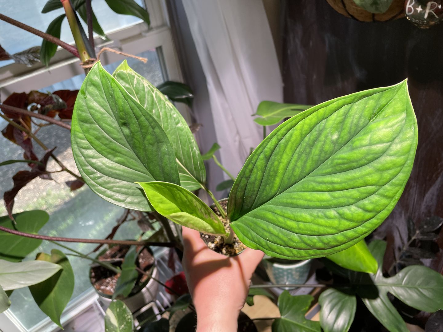 Customer photo review of Monstera pinnatipartita