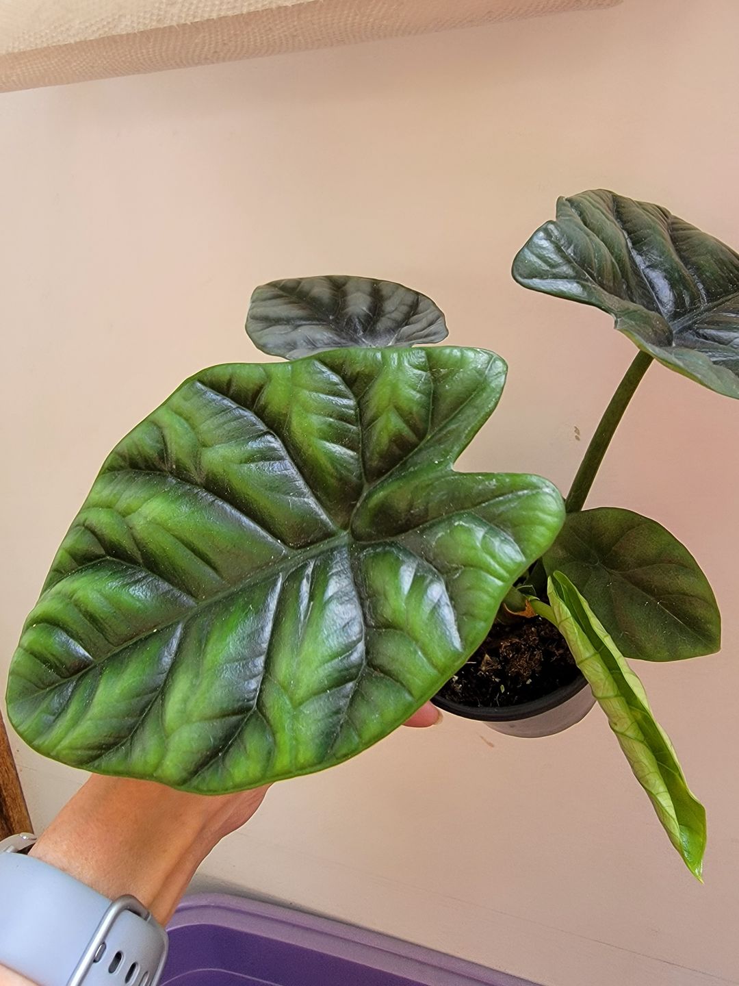 Customer photo review of Alocasia sinuata