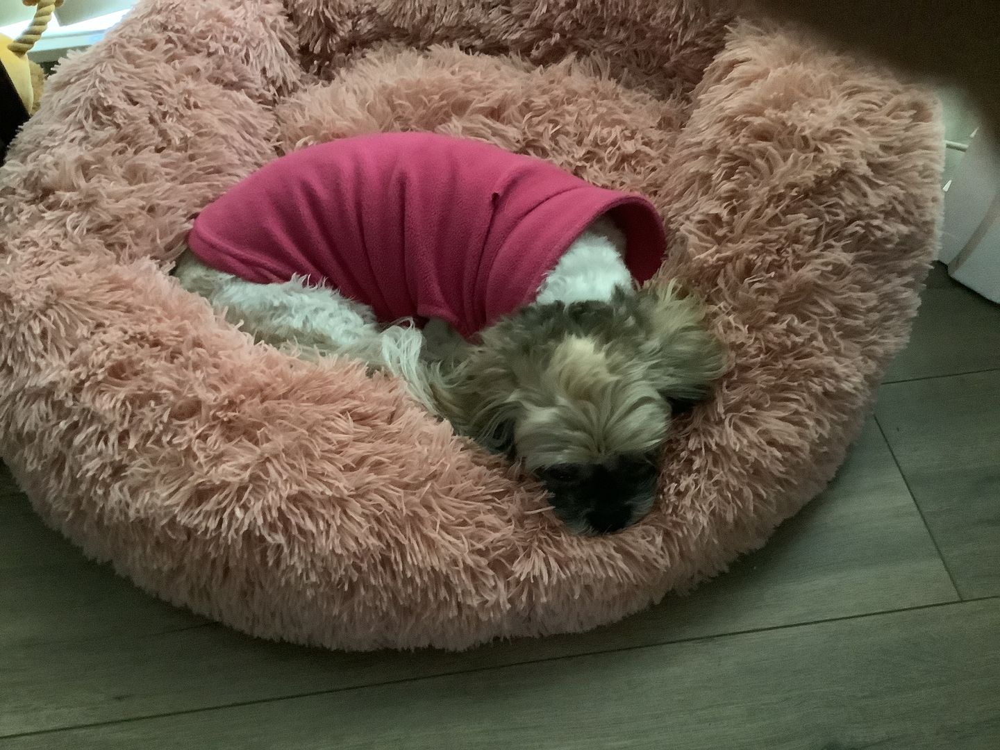 Customer photo review of Pawz Non-Removable Calming Pet Bed
