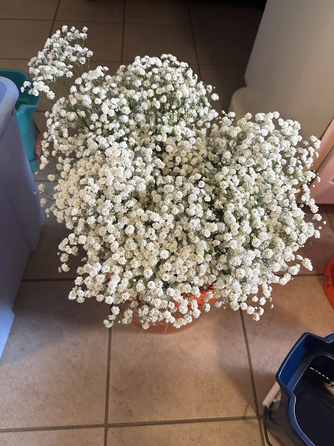Customer photo review of Million Star Gypso