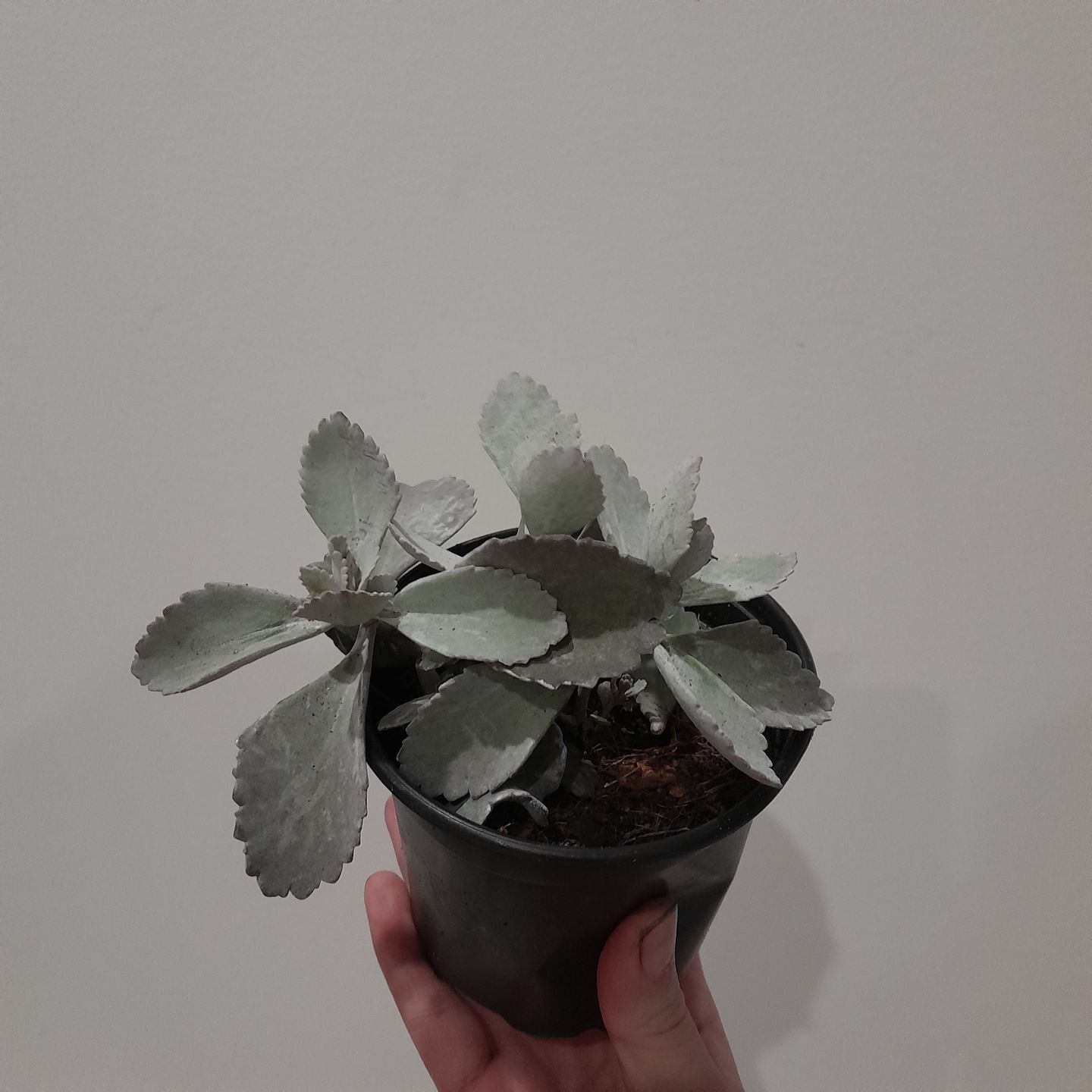 Customer photo review of Kalanchoe Pumila