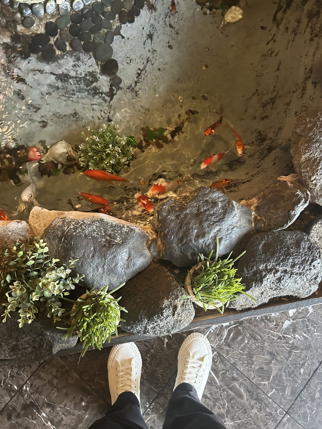 Customer photo review of Sea Salt Center Hi Top | Unisex Canvas Sneaker