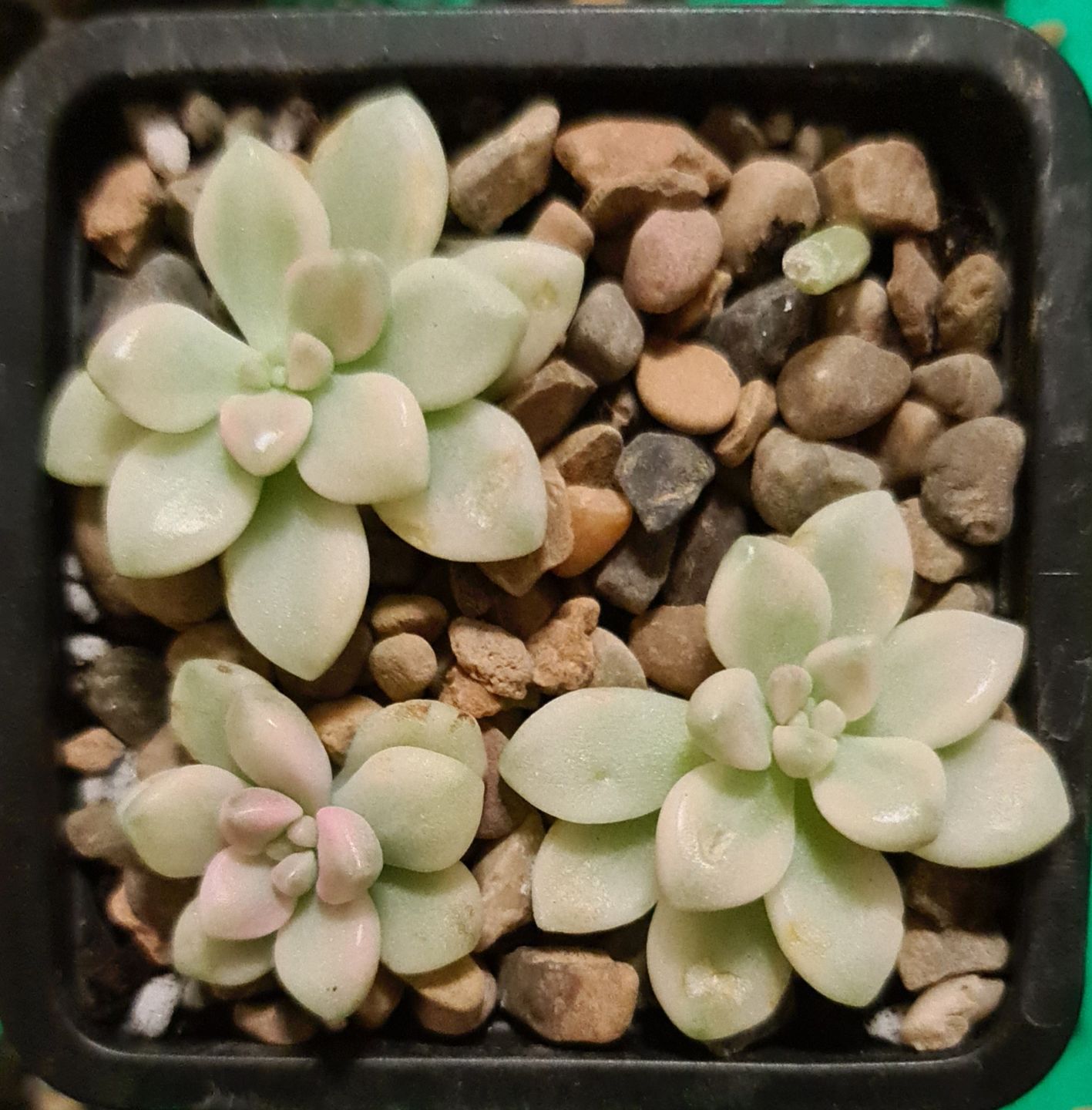 Customer photo review of Graptopetalum Mendozae Variegata Cuttings