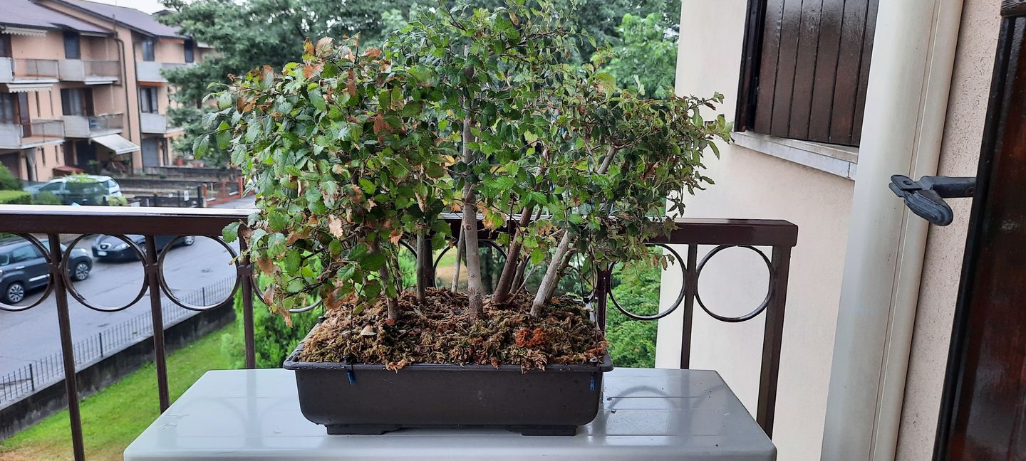Customer photo review of VASI BONSAI PLASTICA RIGIDA PROFESSIONALI