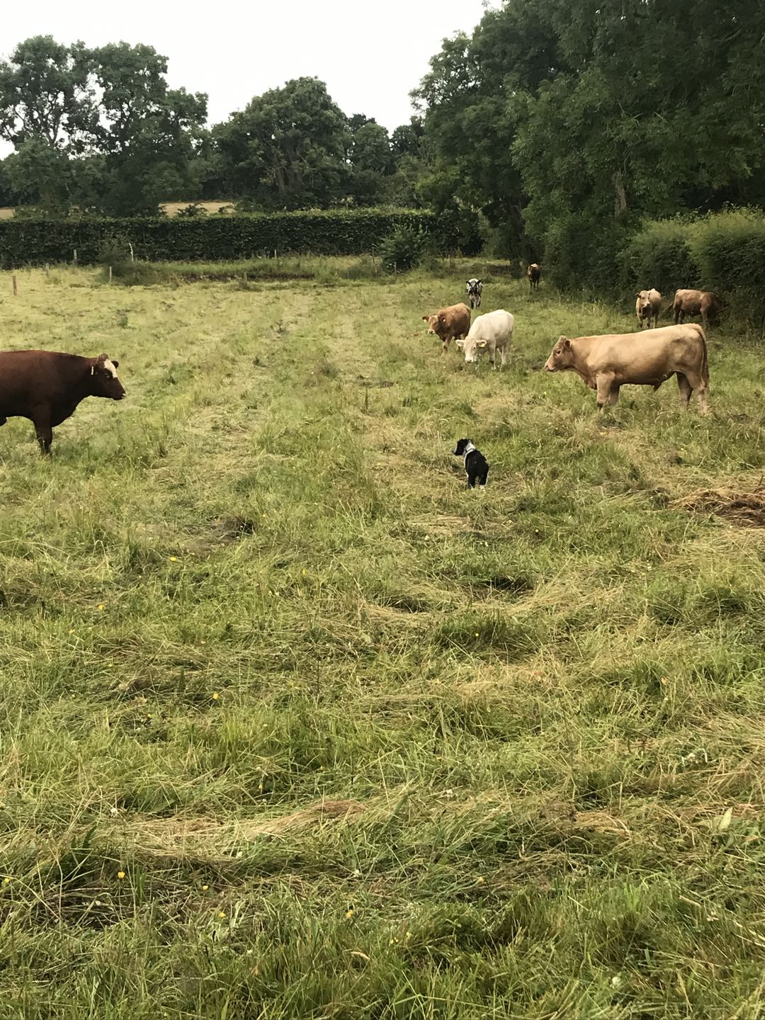 Customer photo review of Gps Dog Fence
