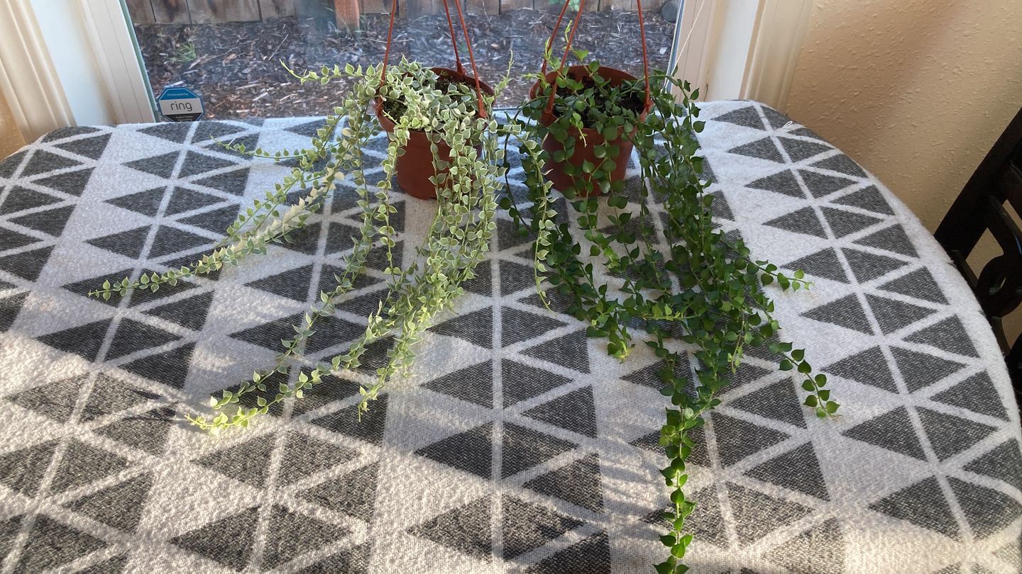 Customer photo review of Dischidia ruscifolia 'Variegata' "Million Hearts"
