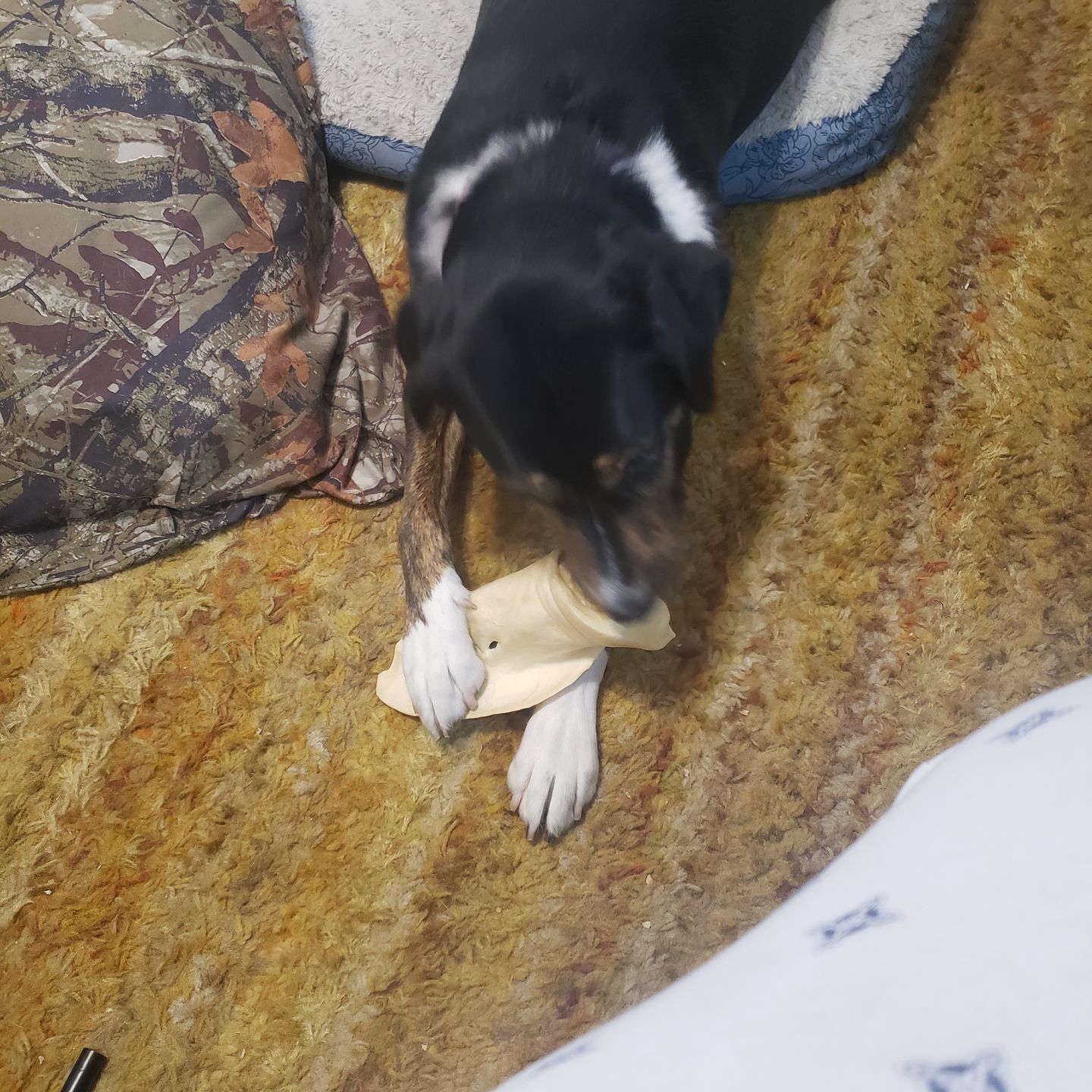 Customer photo review of Cow Ears For Dogs
