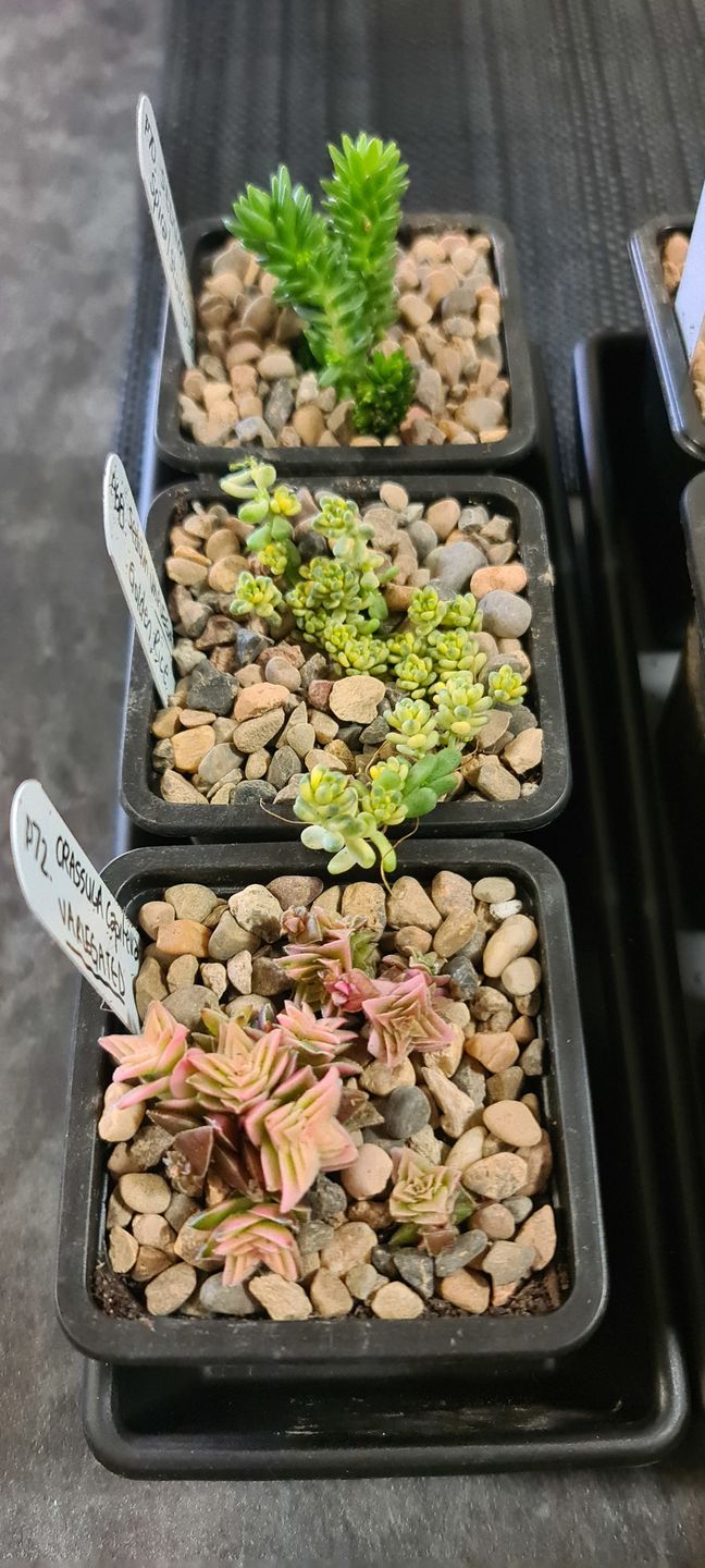 Customer photo review of Crassula capitella ssp thyrsiflora variegated