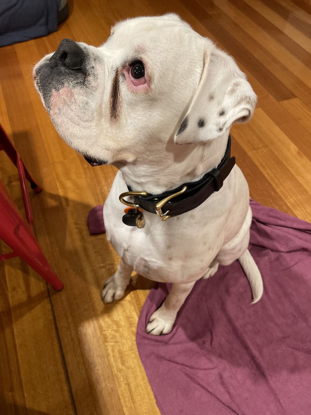 Customer photo review of BIG Dog Collar