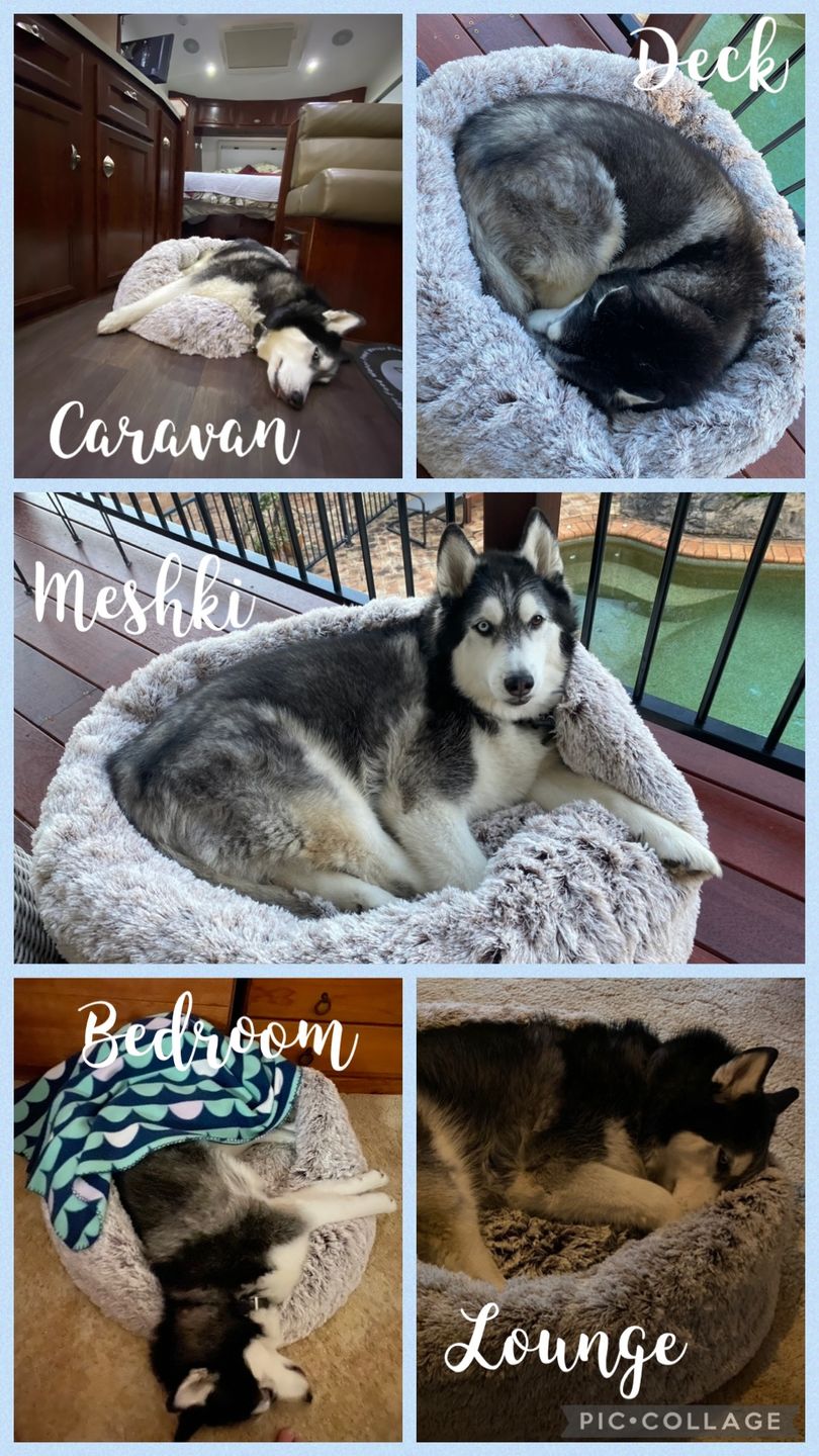 Customer photo review of Super Soft Calming Dog Beds