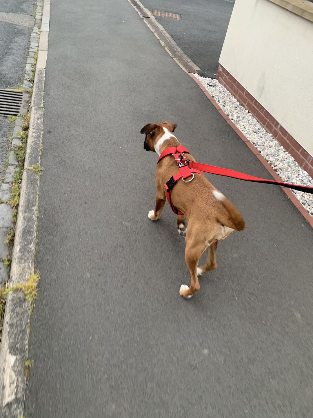 Customer photo review of 1.4m Swivel Combat Lead | Neoprene Lined, Secure Rated Clip with Soft Handle - Red