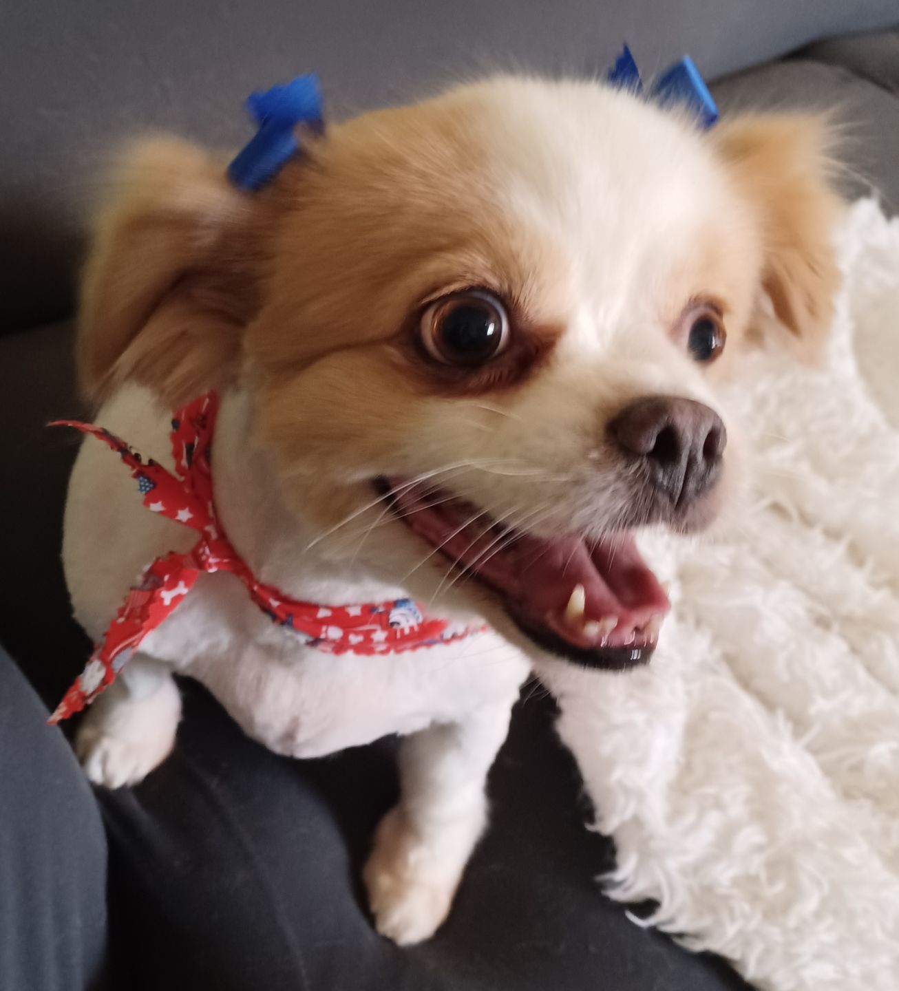 Customer photo review of KING KALM™ CBD 150mg - Medium Size Pet Formula (5mg of CBD per 1ml)