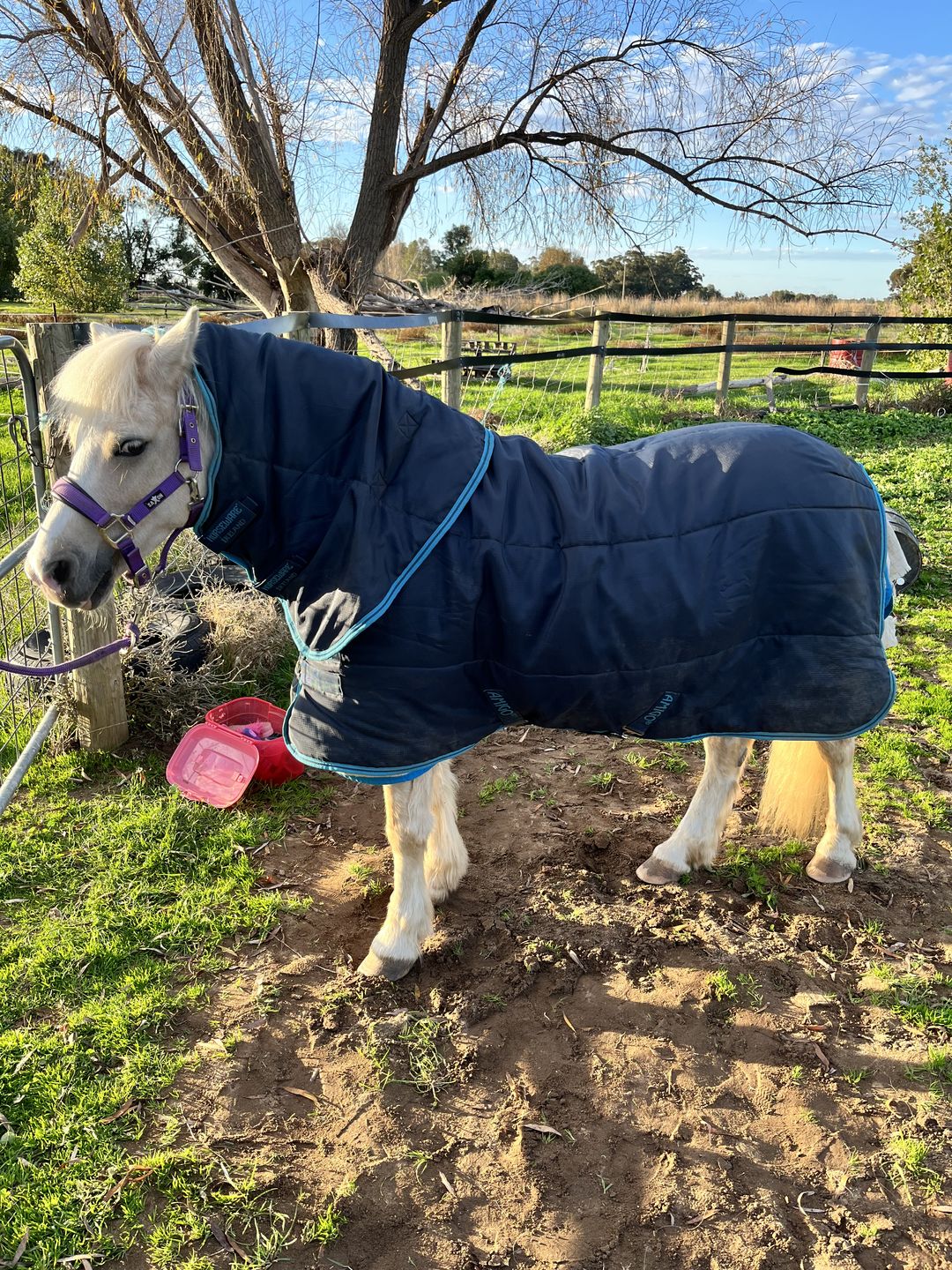 Customer photo review of Amigo Insulator Plus Pony Medium