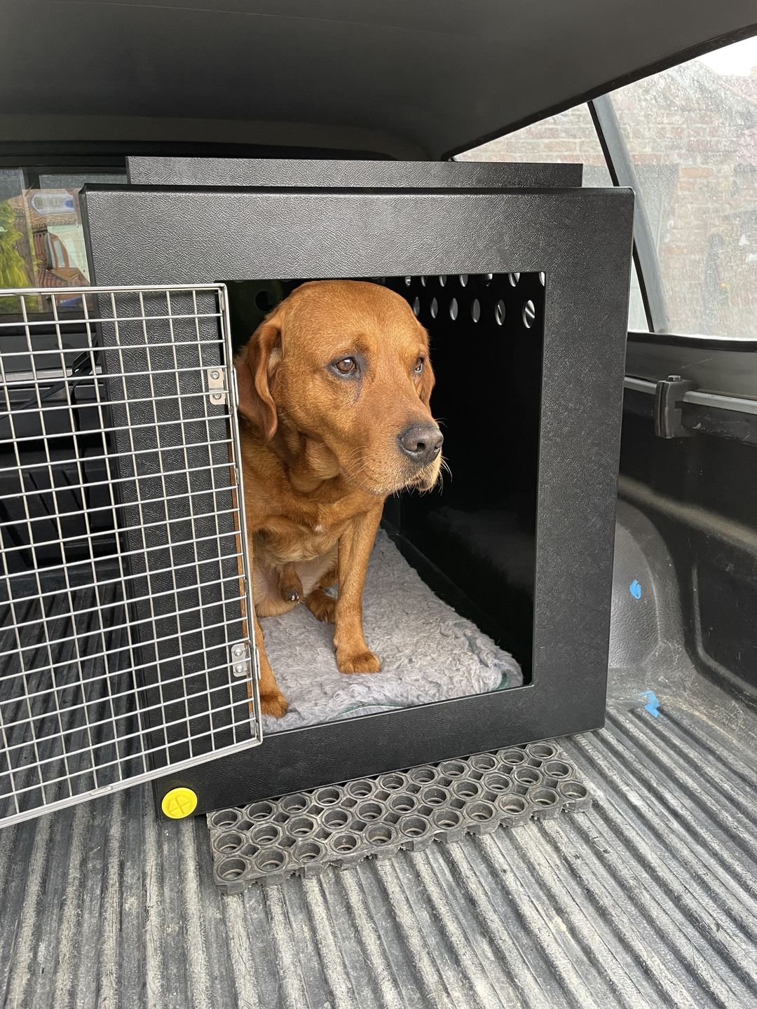 Customer photo review of DT Box Dog Car Travel Crate - The DT 600