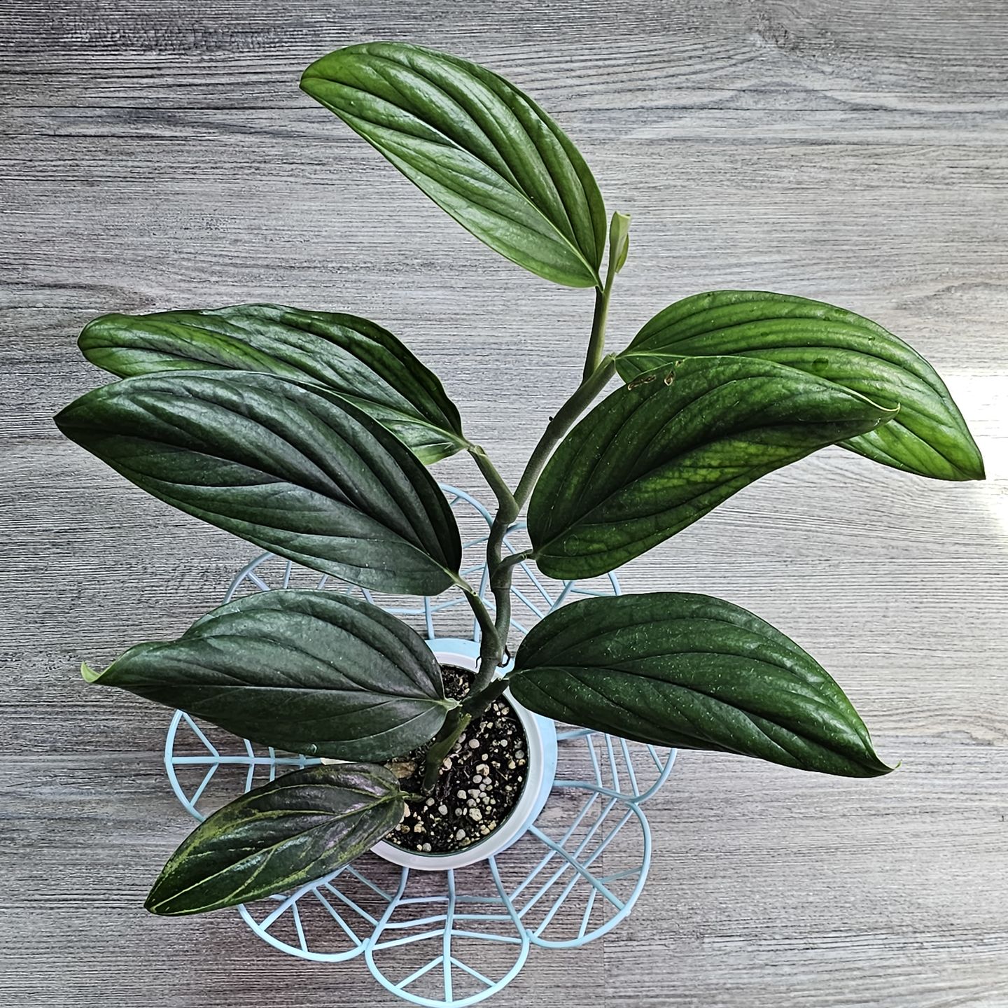 Customer photo review of Monstera aureopinnata
