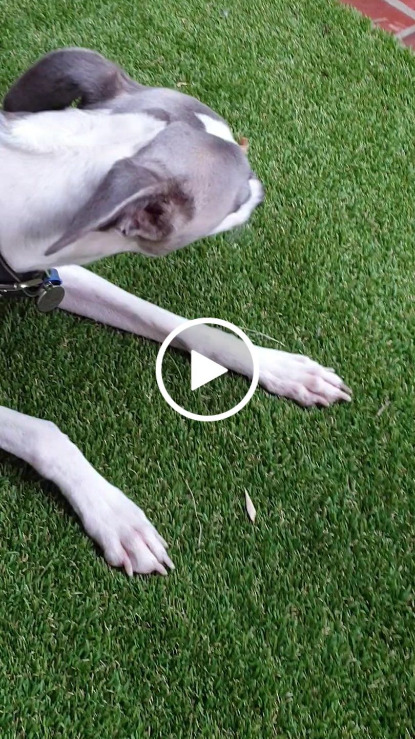 Customer video review of Kangaroo Tendons - Natural Dental Chews!