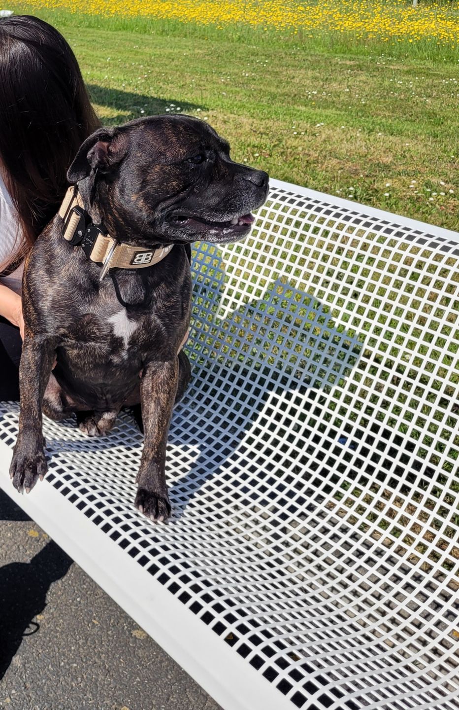 Customer photo review of 5cm Combat® Collar | Rated Clip - NO HANDLE - Military Tan v2.0