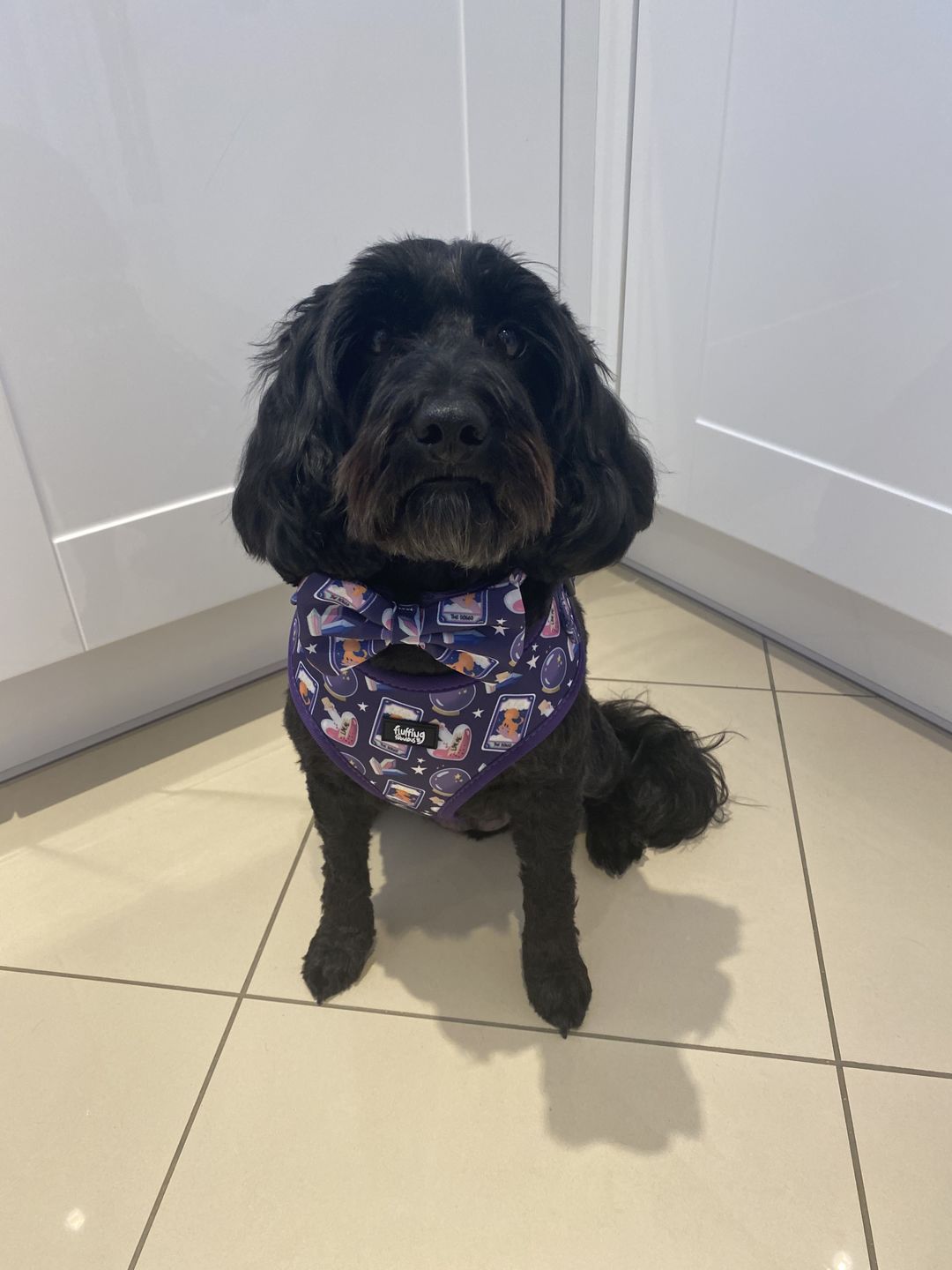 Customer photo review of Dog Harness - Pawtune Teller