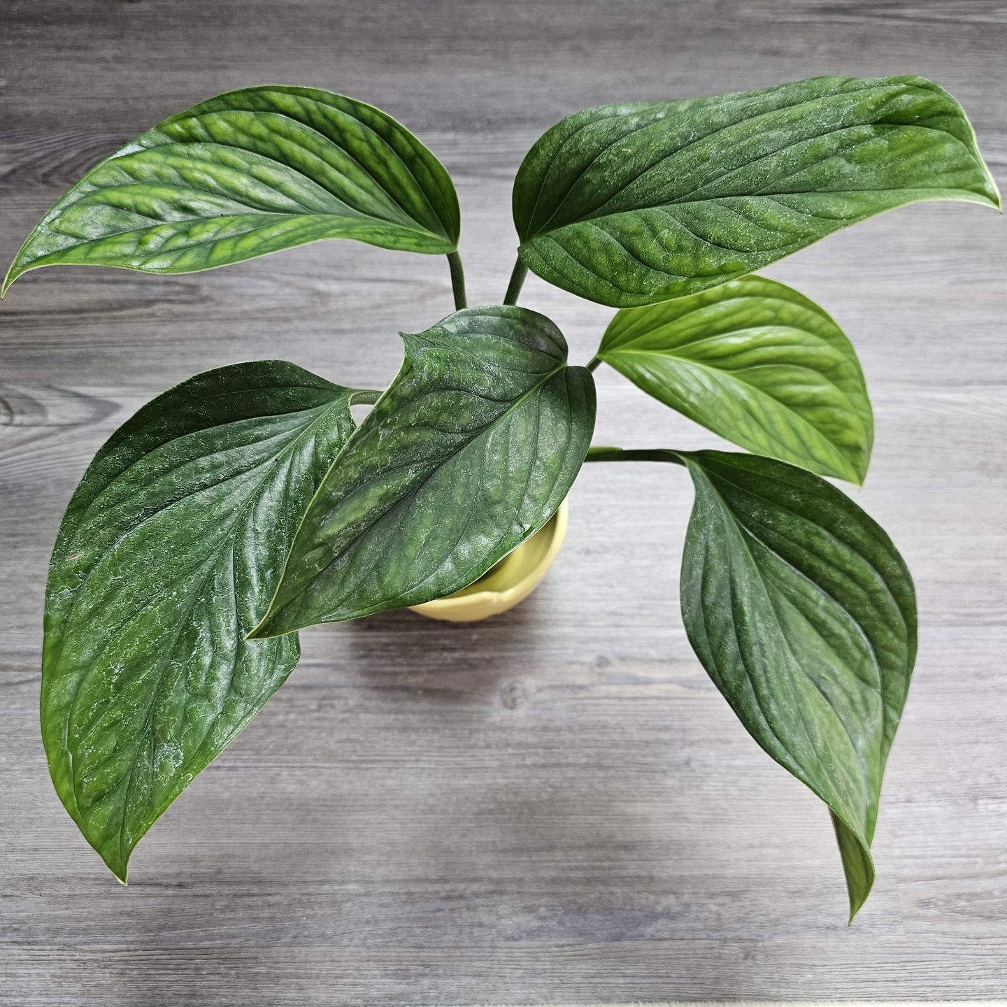 Customer photo review of Monstera pinnatipartita