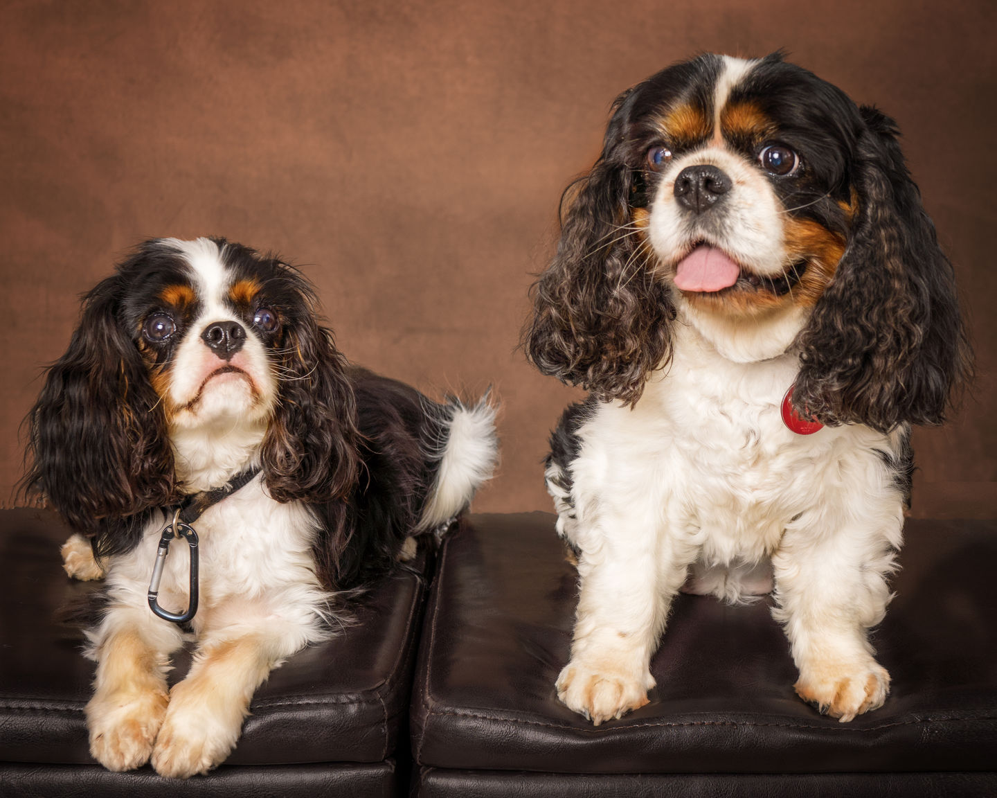 Customer photo review of Aussie Beef Puffs (High value treats)