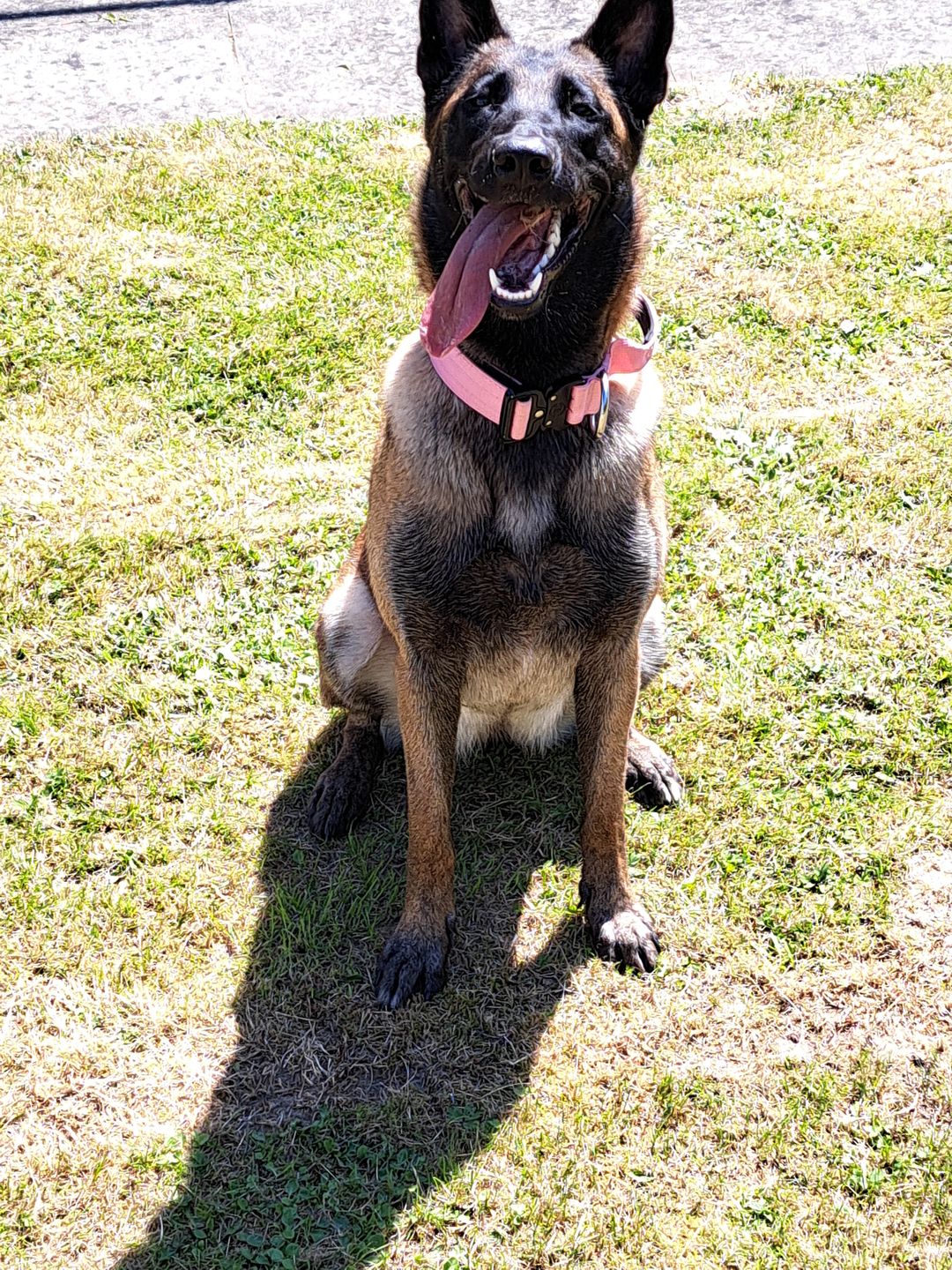 Customer photo review of 4cm Combat® Collar | With Handle & Rated Clip - Pink v2.0