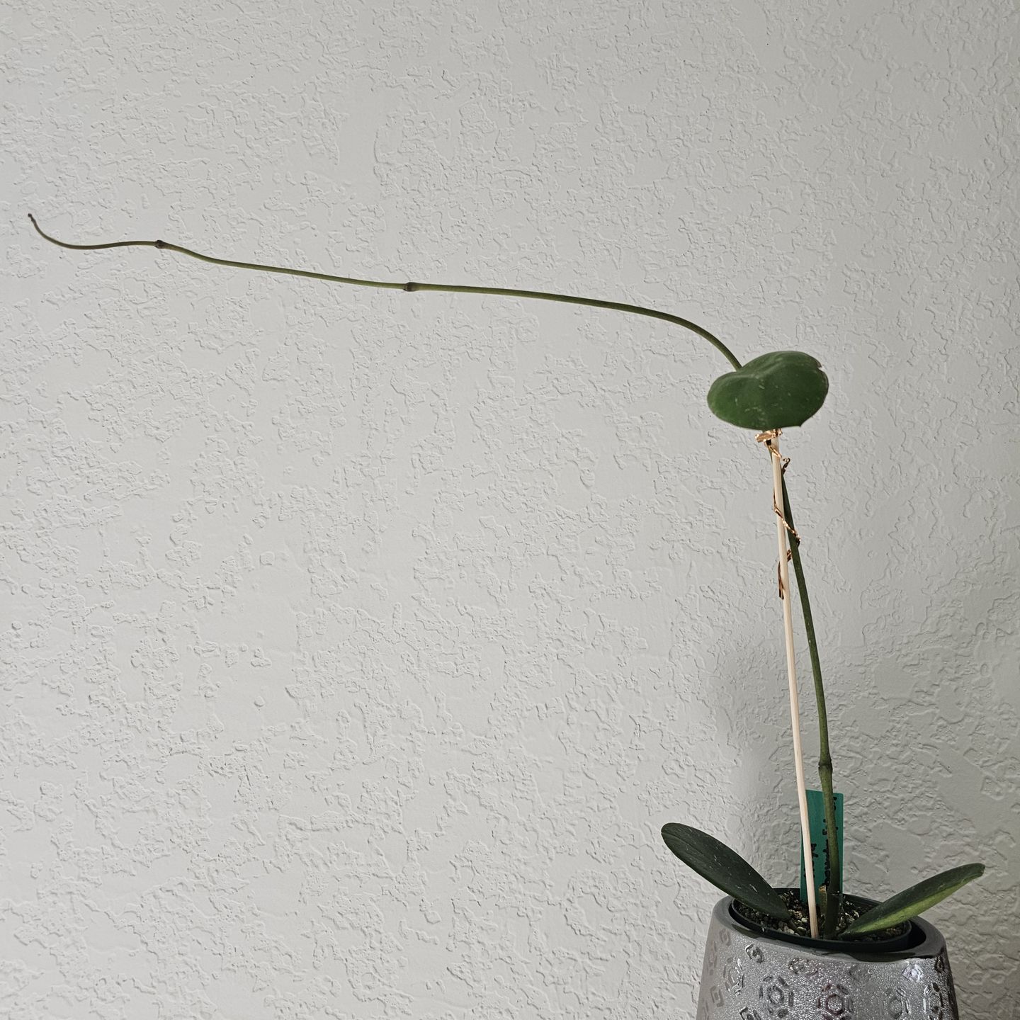 Customer photo review of Hoya obovata
