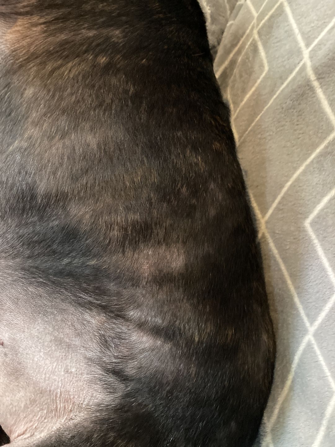 Customer photo review of Dog Skin Rescue Bundle