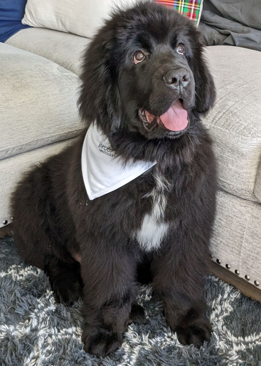 Customer photo review of Custom Pet Bandana