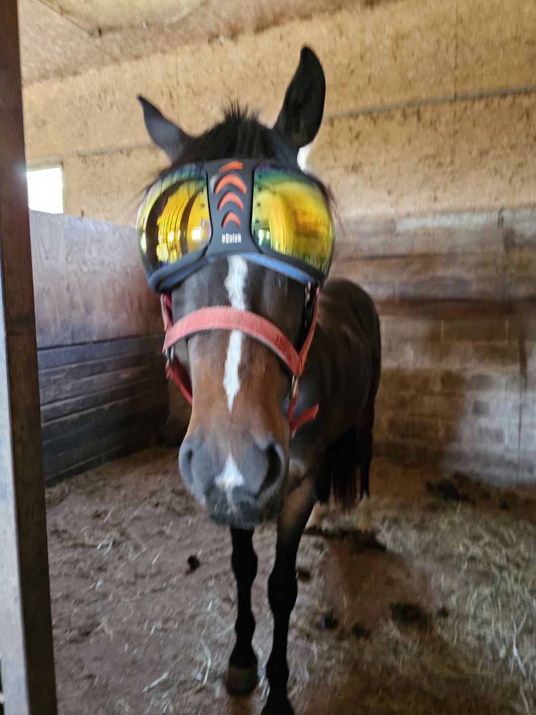 Customer photo review of eVysor - UV Horse Riding Goggles!