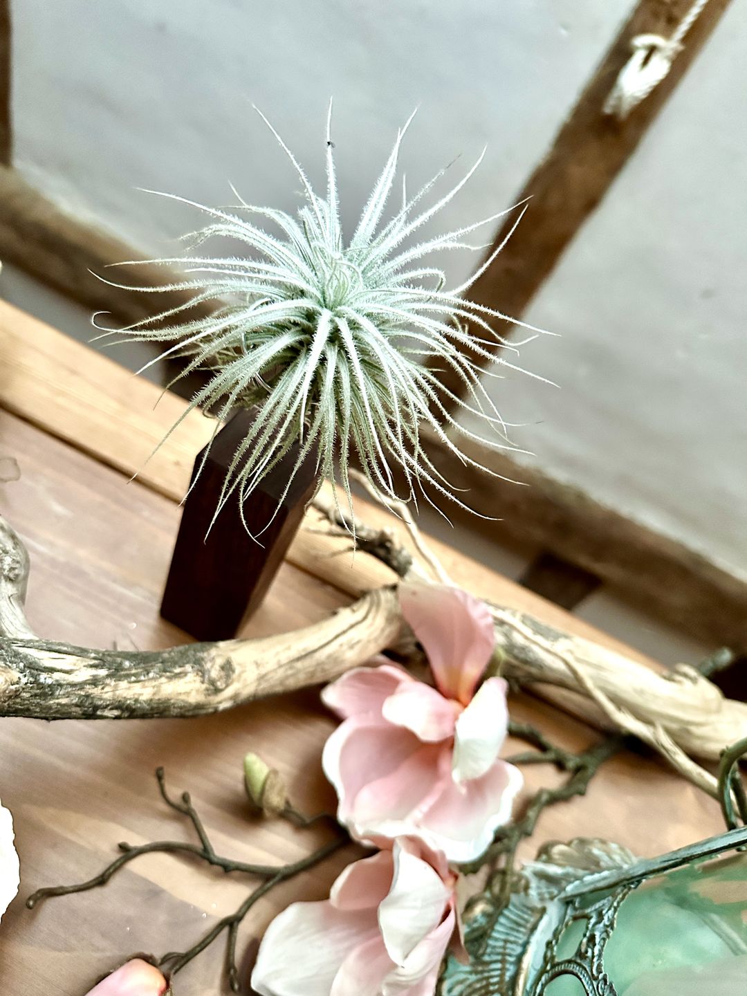 Customer photo review of Tillandsia tectorum "snow"