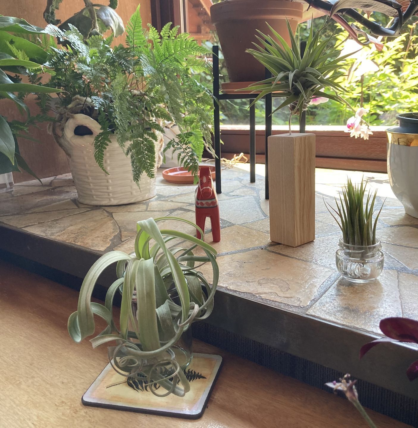 Customer photo review of Tillandsia "Curly Slim" - intermedia x streptohphylla