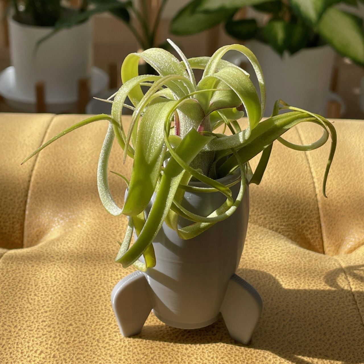 Customer photo review of Sidewinder  (baileyi x streptophylla)