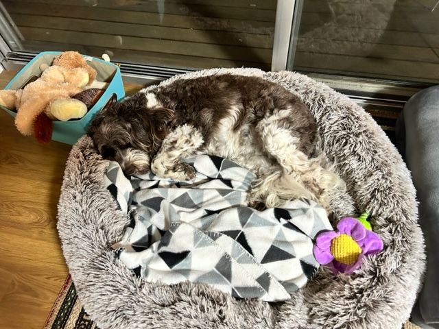 Customer photo review of Spare Calming Dog Bed Cover