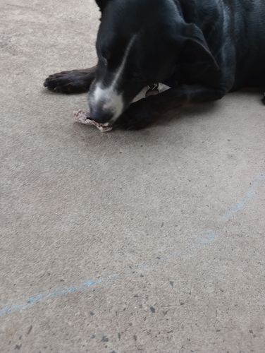 Eileen K. review of Bully Sticks image 1 out of 1