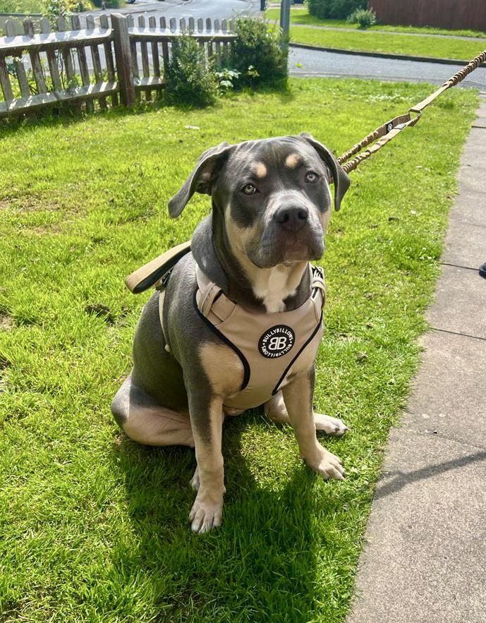 Customer photo review of Premium Comfort Harness | Non Restrictive & Adjustable - Light Military Tan