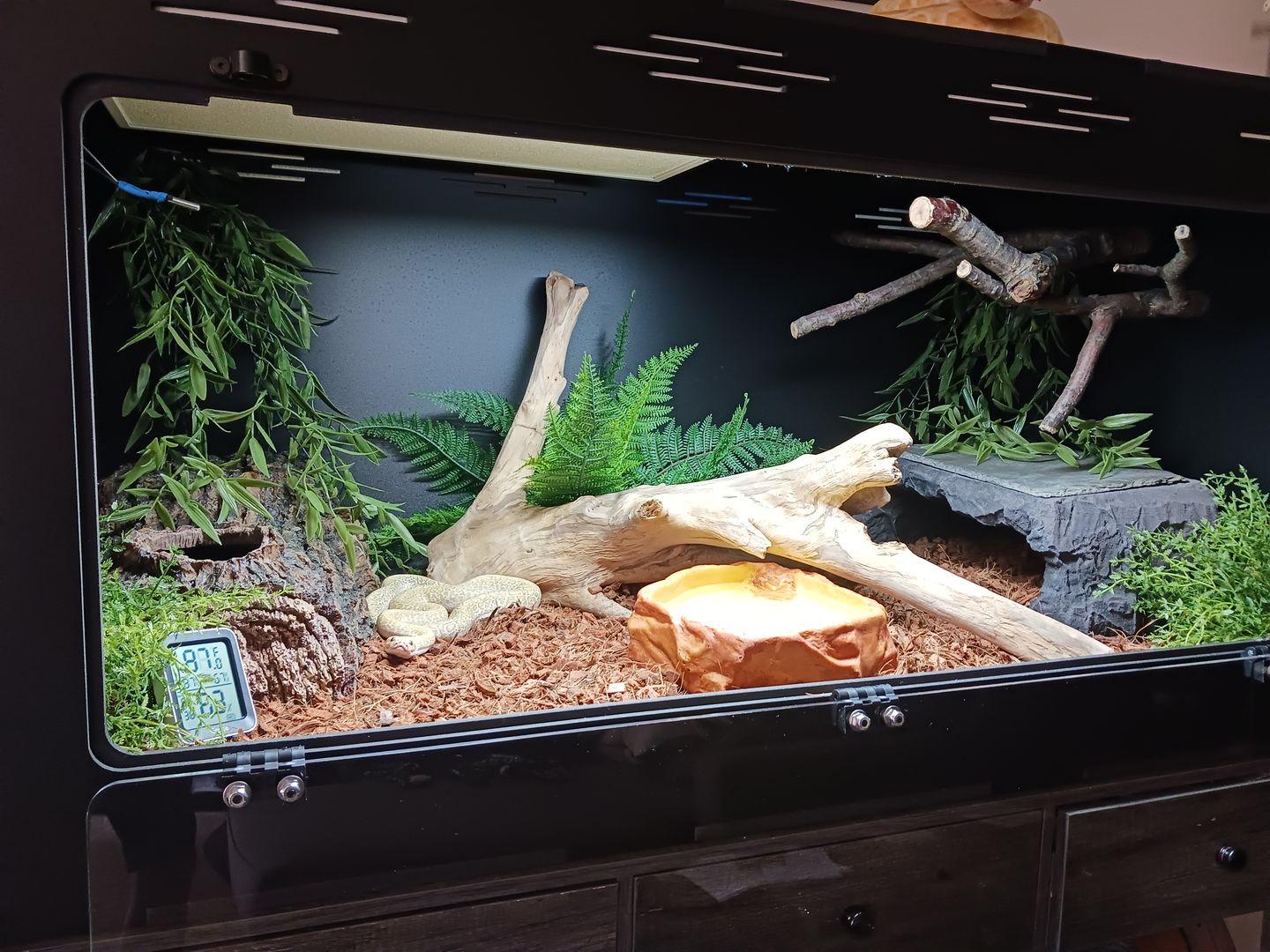 Customer photo review of ProT5 UVB Kit 36" with HO 6% Forest Bulb