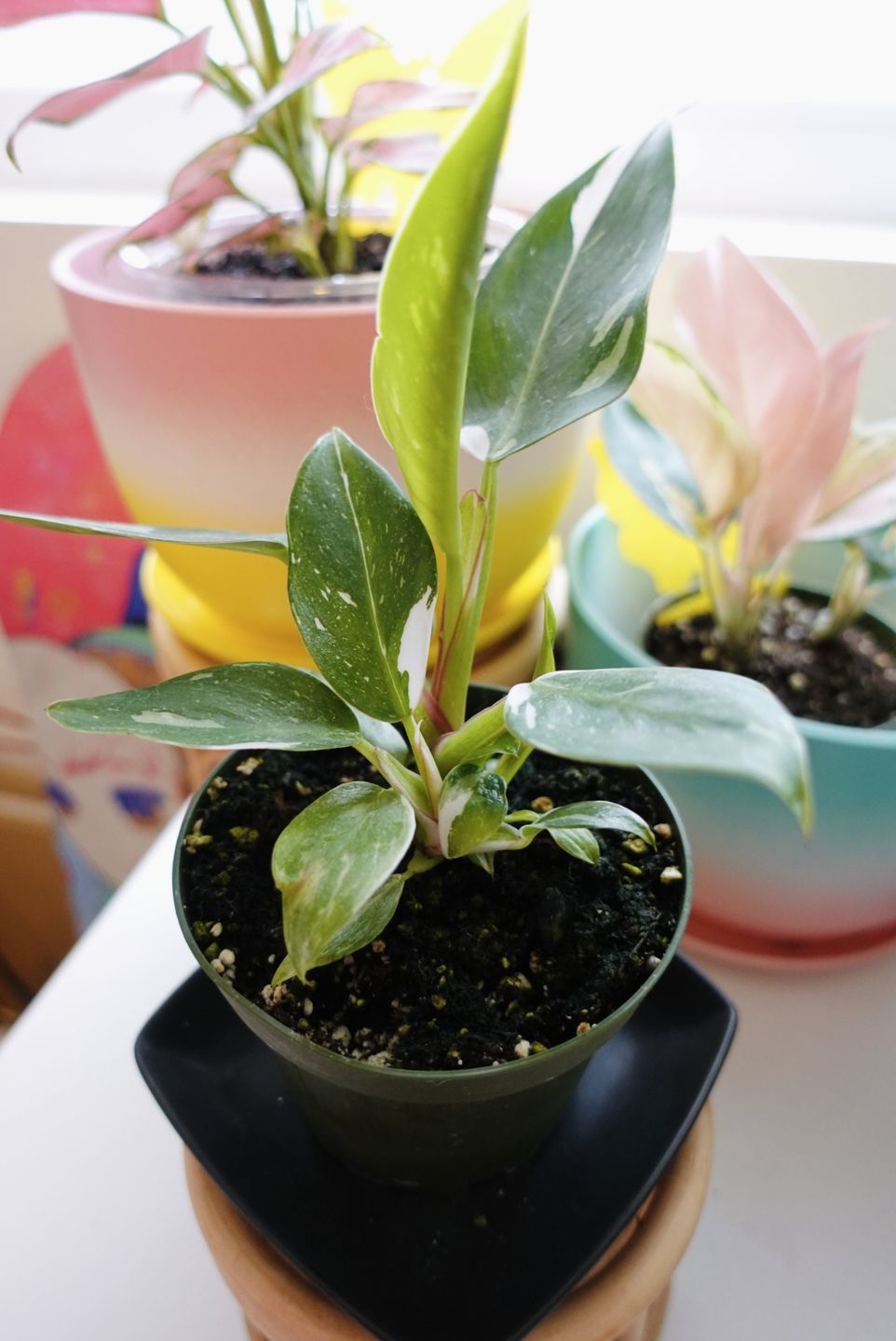 Customer photo review of Philodendron 'White Princess'