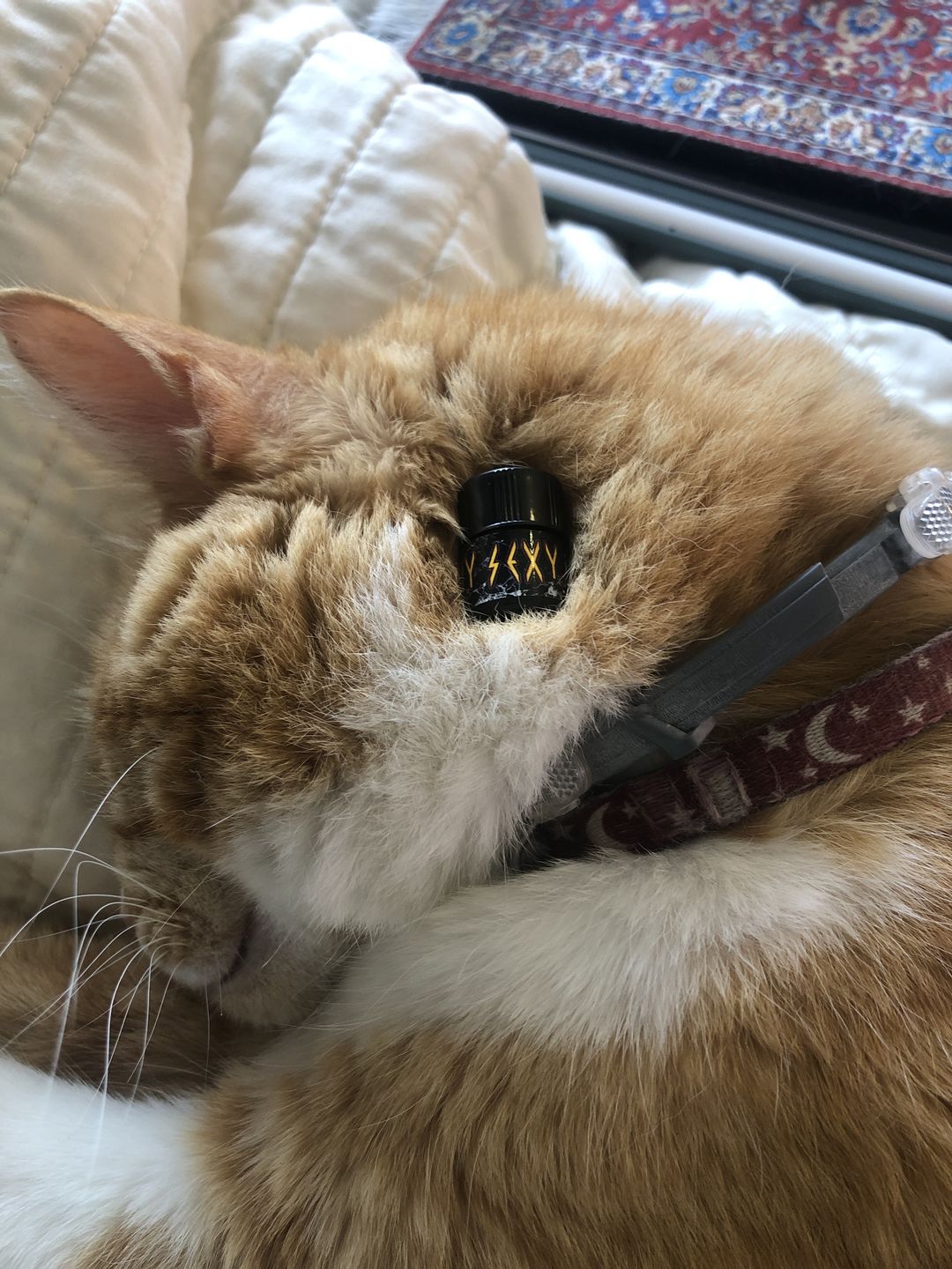 Customer photo review of Stay Sexy