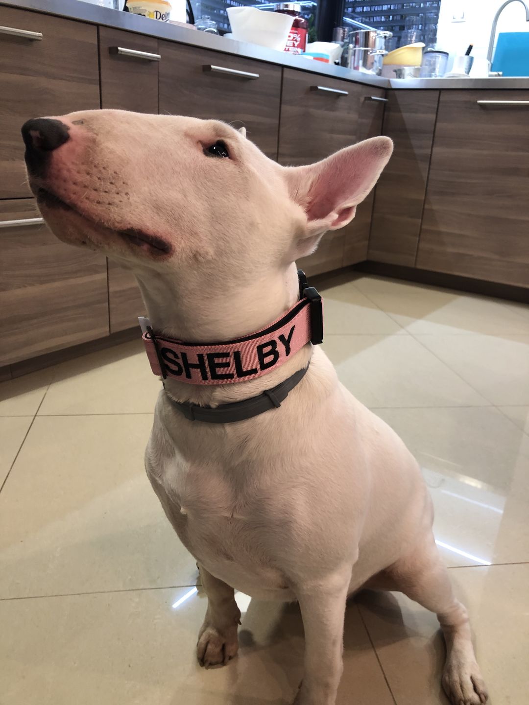 Customer photo review of 4cm Combat® Collar | With Handle & Rated Clip - Pink v2.0