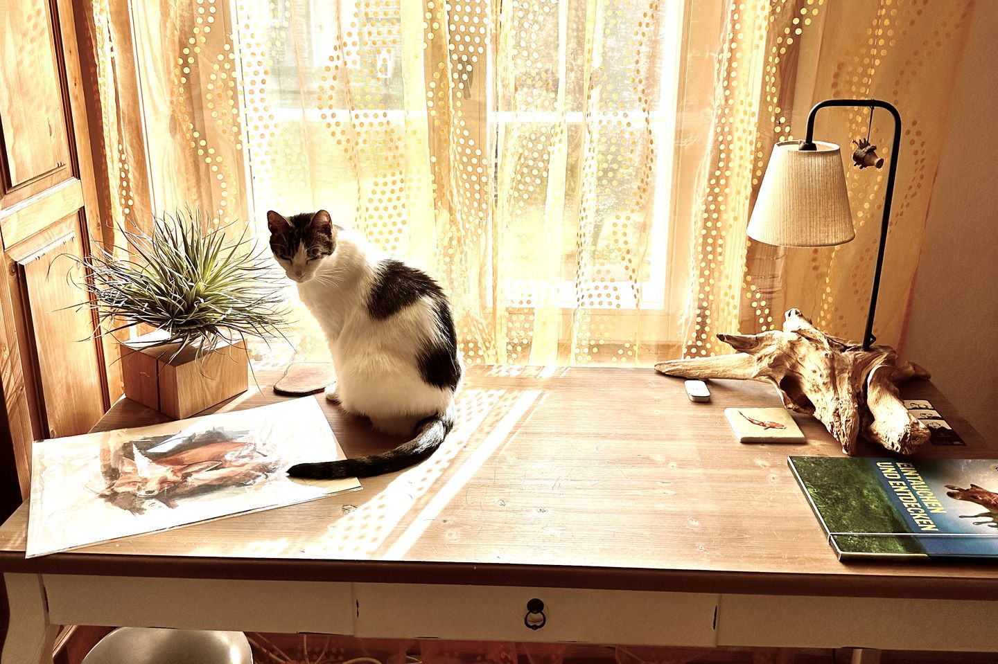 Customer photo review of Tilly Xylo - Gigant