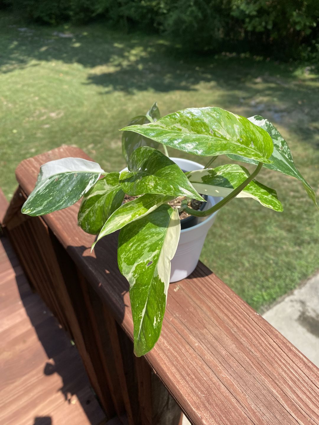 Customer photo review of Pothos Epipremnum aureum 'Pearls and Jade'