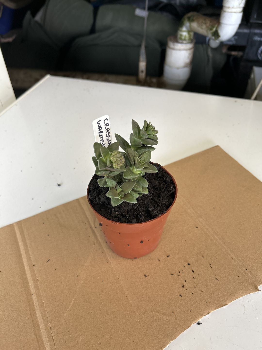 Customer photo review of Crassula 'Warmsley Blue'