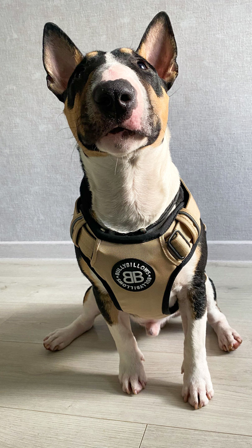 Customer photo review of Premium Comfort Harness | Non Restrictive & Adjustable - Light Military Tan