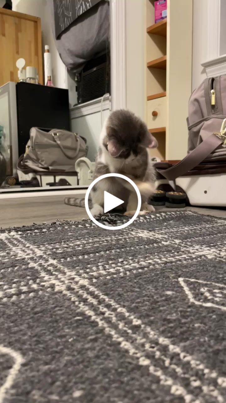 Customer video review of Mini Rabbit Feet