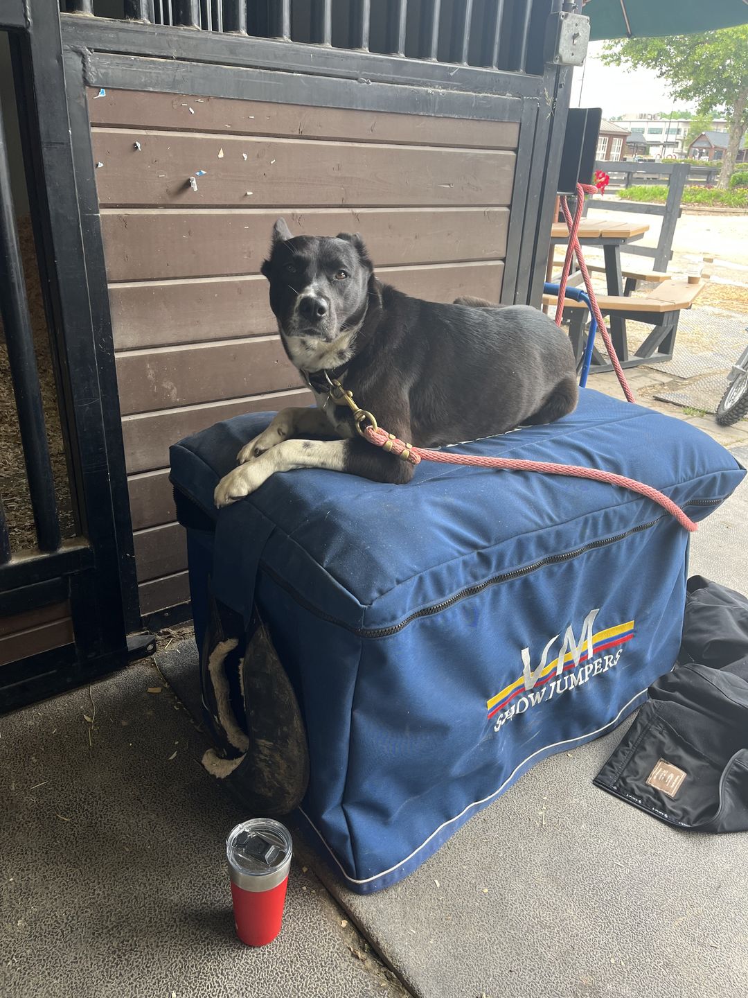 Customer photo review of Custom Tack Trunk Cover- For any Standard Size Trunk