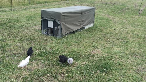 Customer photo review of Canvas Cover for Chicken Coop / Chicken Tractor