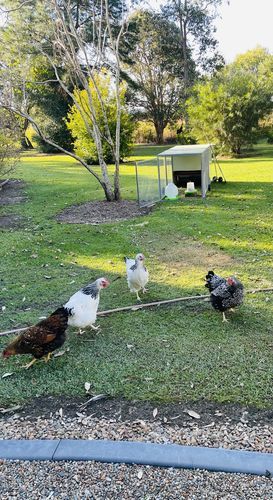 Customer photo review of Canvas Cover for Chicken Coop / Chicken Tractor